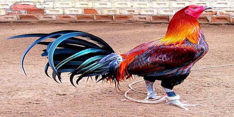 Đá Gà Mỹ Bongvip